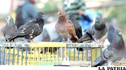 Españoles demuestran modificaciones en el canto de las aves “citadinas”