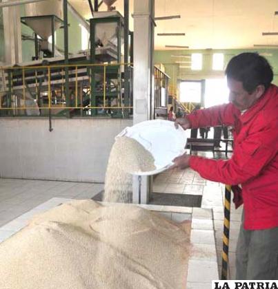 Según datos del  Ministerio de Desarrollo Rural y Tierras se tuvo un 55% de crecimiento de la producción de quinua