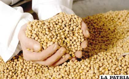 El uso de semillas genéticamente mejoradas permitió incrementar las áreas de cultivo de soya