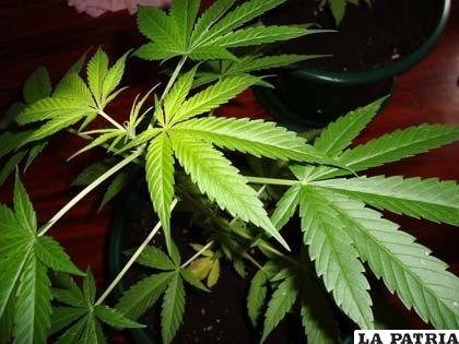 Planta de cáñamo de la que se extrae la mariguana