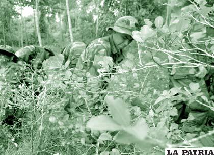 Erradicación de coca ilegal en los Yungas
