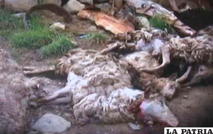 Las ovejas muertas que aparecieron en Kalajahuira /Pagina Siete