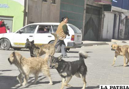 En Oruro hay más de 100.000 perros