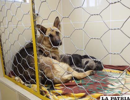 El CAC ahora tiene una maternidad donde brindar cuidado a los cachorros