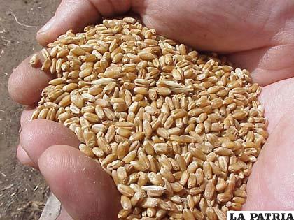 En la actualidad se realiza un constante monitoreo a la producción de trigo