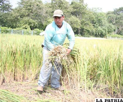 Producción de arroz en el norte paceño