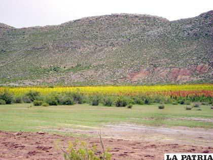Los cultivos de quinua son motivo de conflicto en zona limítrofe con Potosí