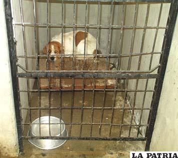 Las condiciones en el Centro de Zoonosis siguen siendo lamentables para las mascotas