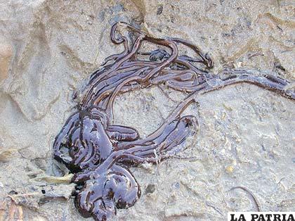 La longitud de este animal, no se puede apreciar fácilmente