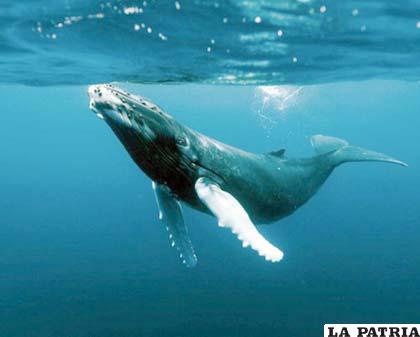 Es una especie de cetáceo misticeto de la familia Balaenopteridae
