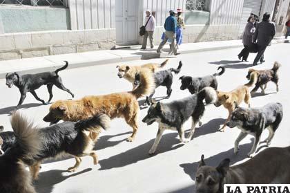 Jaurías de perros circulan por la ciudad