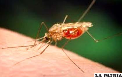El mosquito transmisor de la malaria
