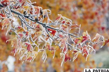 Imagen de unas hojas congeladas en el parque de Vandergriff en Dallas