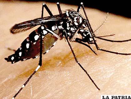 Casos de dengue en Bolivia aumentan