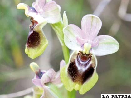 Las orquídeas colonizaron las Azores desde el Mediterráneo