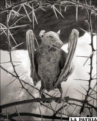 Un murciélago petrificado