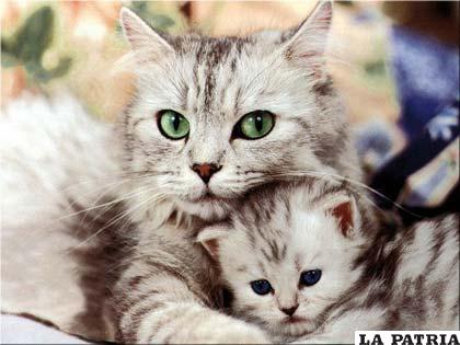 Los gatos, una de las mascotas más populares del mundo