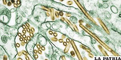 Virus del H10N8 que mató a una mujer