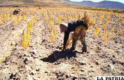 Cosecha del “grano de oro”