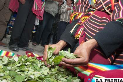 Hoja de coca, tradición en comunidades bolivianas