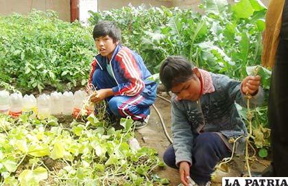 Niños produciendo hortalizas