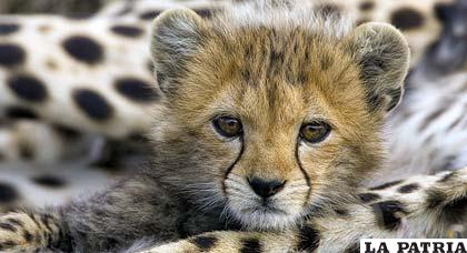 El contrabando de guepardos vivos representa un grave problema