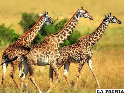 Un trío de enormes jirafas