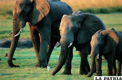Una familia de elefantes africanos