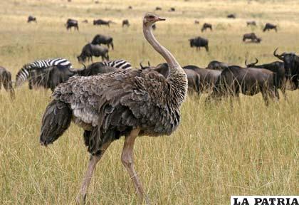 El avestruz es el ave más grande del planeta