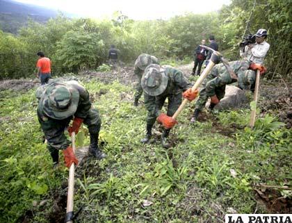 Los agentes antidrogas también destruyeron miles de hectáreas de cultivos de coca ilegal