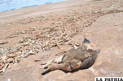 Un pato silvestre y miles de peces muertos a orillas del lago Poopó en el lado de la provincia Saucarí