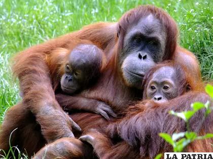 Un paternal orangután con sus crías