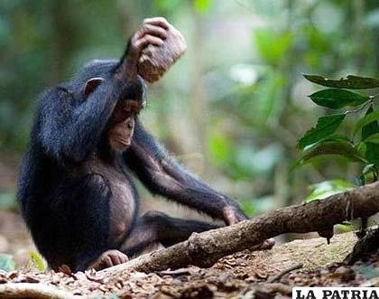 Los chimpancés son los animales más inteligentes del planeta