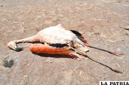 El informe no pudo determinar causa de la muerte de las aves en el lago Poopó