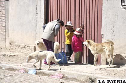 Aun existe gran cantidad de perros en las calles que ponen en riesgo la salud pública