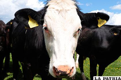 Las vacas son una de las primeras especies en ser clonadas