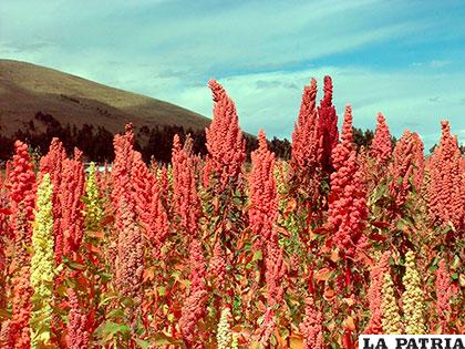 Planta de quinua  en el altiplano boliviano