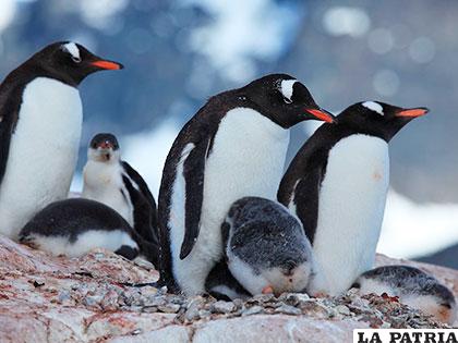 Los pingüinos trabajan en equipo para combatir el frío