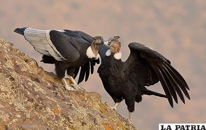 El cóndor andino es un ave carroñera de gran envergadura