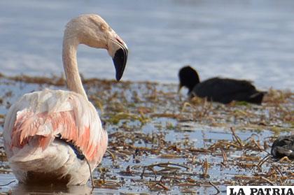 Animales conviven en medio de la contaminación que afecta a las aguas del Uru Uru