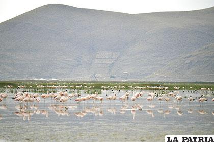Cientos de parihuanas en las orillas del Uru-Uru en el sector de Quitaya