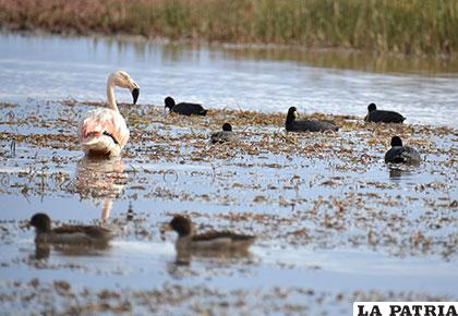 El lago Uru Uru, amenazado por la 
contaminación y con él en riesgo 
miles de aves y especies acuáticas
