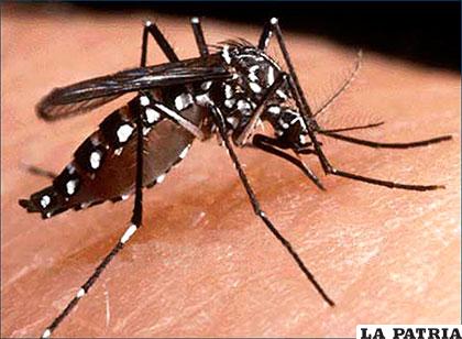 Mosquito que provoca el dengue