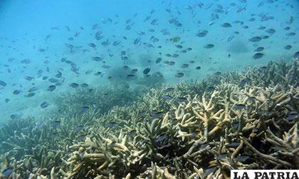Los recientes nueve meses fueron catastróficos para los corales de Gran Barrera-Australia