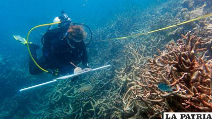 Expertos calculan que la región necesitará entre 10 y 15 años para recuperar sus corales