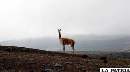 Cada mes 1,5 ejemplares de vicuñas son arrolladas por vehículos en la reserva de Producción de Fauna Chimborazo