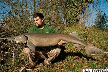 La longitud máxima de este pez alcanza en los machos hasta los 5 metros