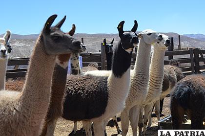 El 2018 Oruro será sede del congreso mundial sobre camélidos