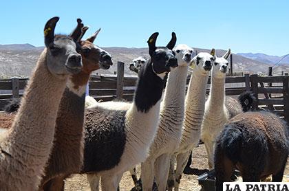 Oruro posee interesantes ejemplares de camélidos que podrían estar en peligro de desaparición /Archivo