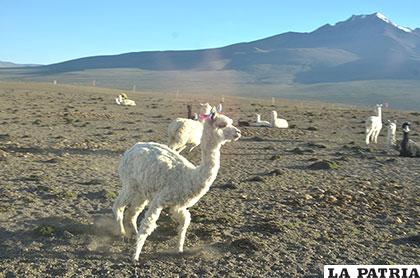 Excavación de vigiñas permitirá garantizar el recurso hídrico para los animales